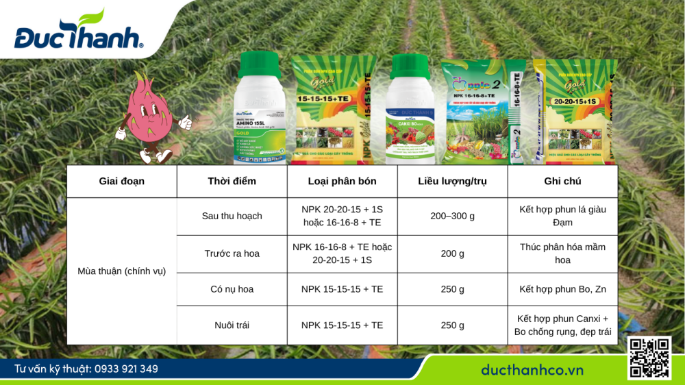 Bón phân cho thanh long mùa thuận (chính vụ)