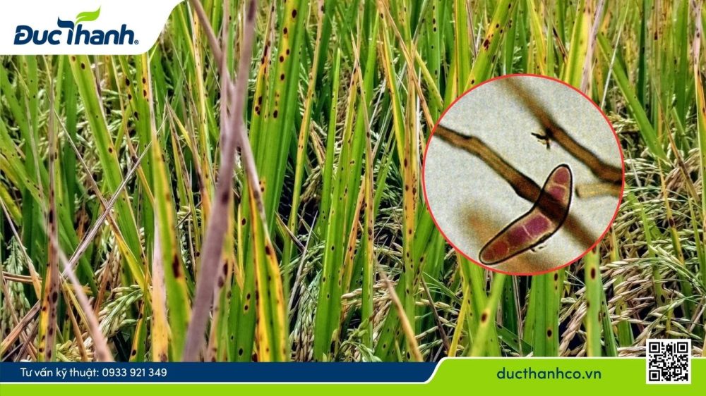 Hình 2. Tác nhân gây đốm nâu trên lúa