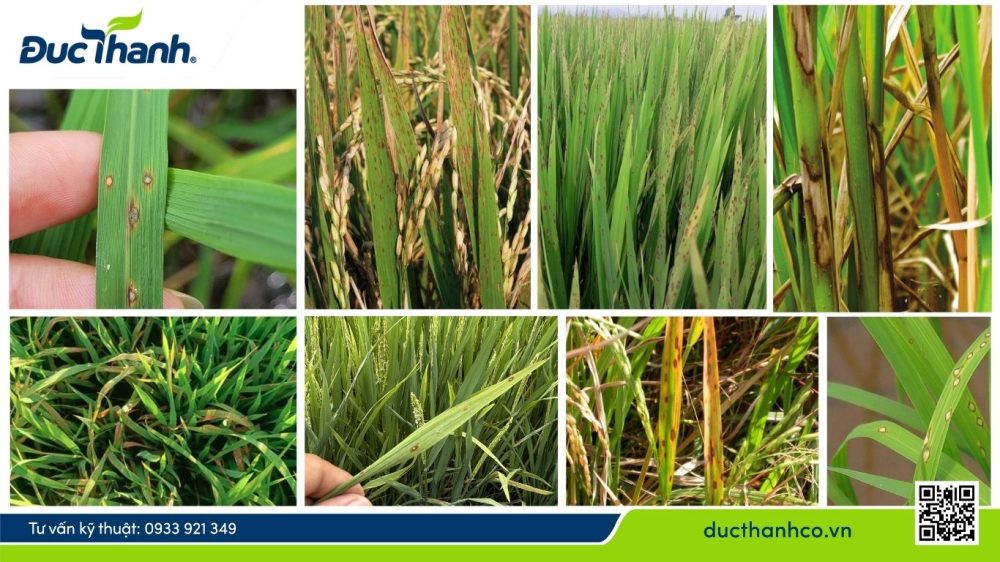 Hình 3. Triệu chứng đốm nâu trên lúa