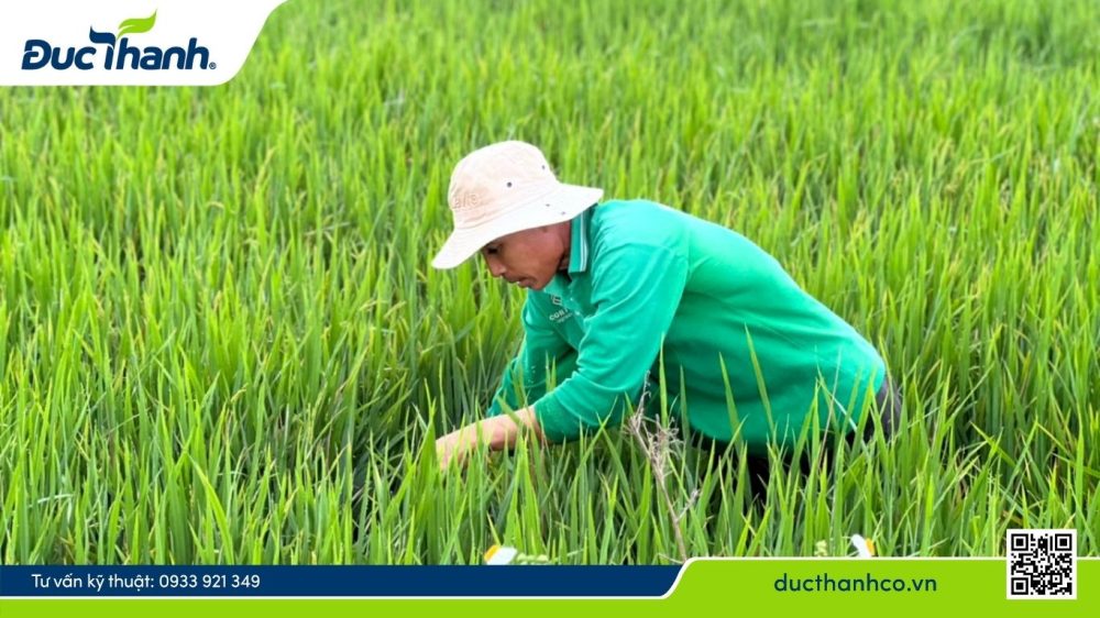 Hình 5. Quản lý bệnh đốm nâu bằng biện pháp canh tác