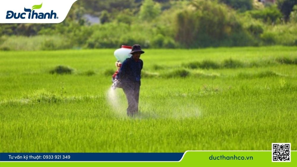 Hình 6. Quản lý bệnh đốm nâu bằng biện pháp hóa học
