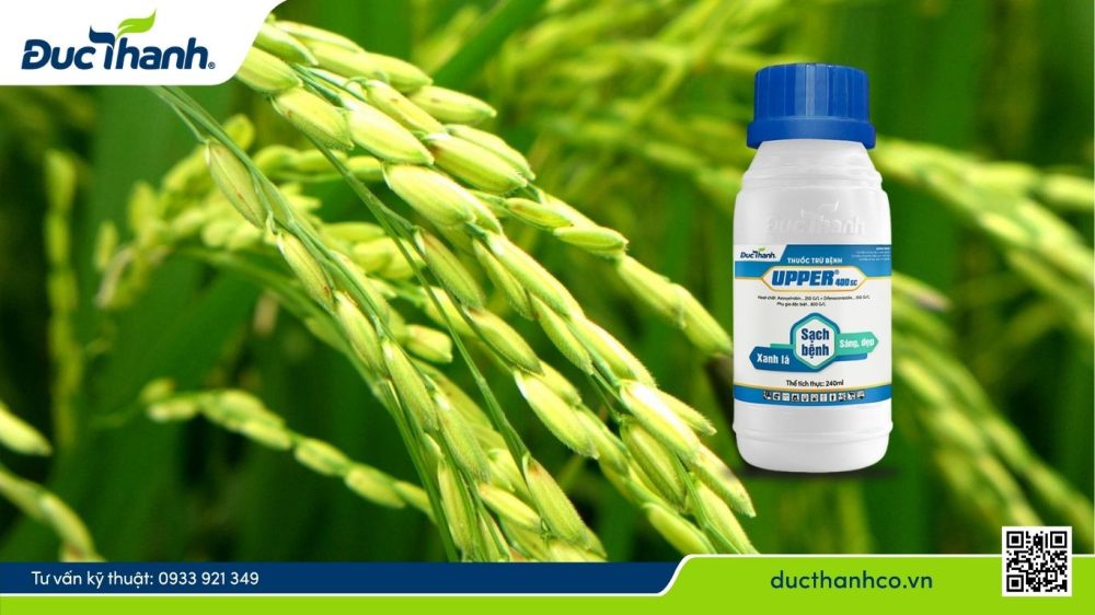 Hình 7. Quản lý bệnh đốm nâu bằng UPPER 400SC