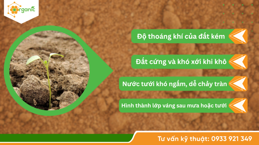 Hình 1. Dấu hiệu đất chai cứng, nén chặt