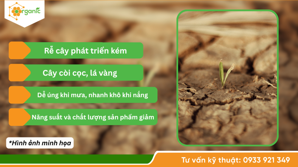 Hình 2. Dấu hiệu đất chai cứng, nén chặt trên cây trồng