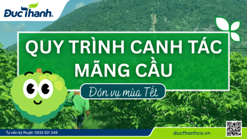 Quy trình canh tác mãng cầu na