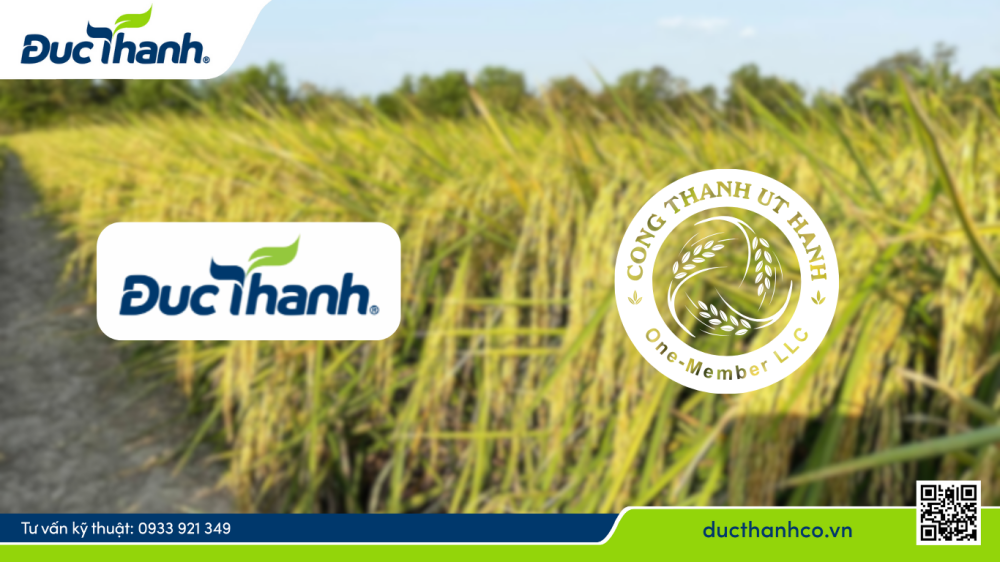 Liên kết sản xuất – tiêu thụ lúa ST25 theo tiêu chuẩn EU tại xã Hưng Điền, tỉnh Tây Ninh