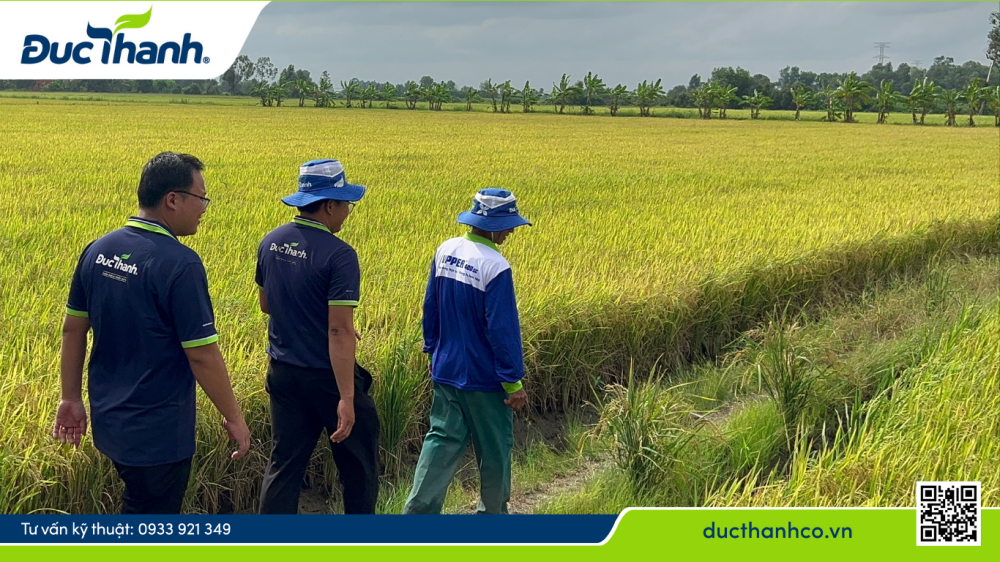 Đồng hành cùng bà con – Hỗ trợ tận ruộng