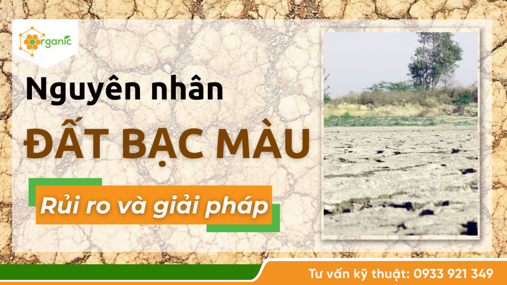 Đất bạc màu - Nguyên nhân, rủi ro, giải pháp