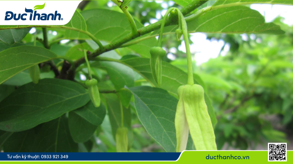Hình 2. Giai đoạn xử lý ra hoa mãng cầu na – chặn đi đọt, ngừa rụng hoa