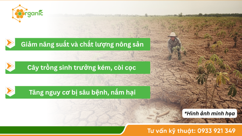Hình 3. Hậu quả khi canh tác trên đất bạc màu