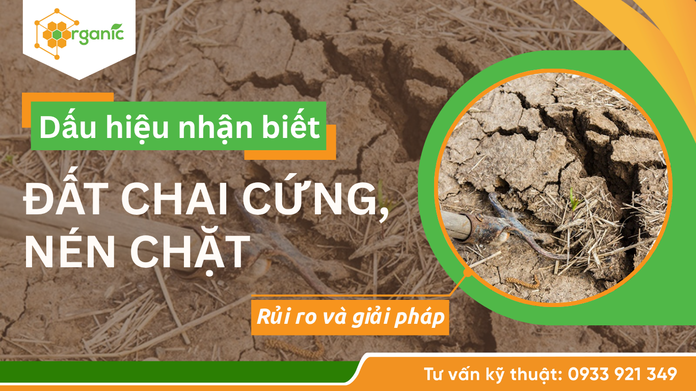 Đất chai cứng, nén chặt - Nguyên nhân, rủi ro và giải pháp