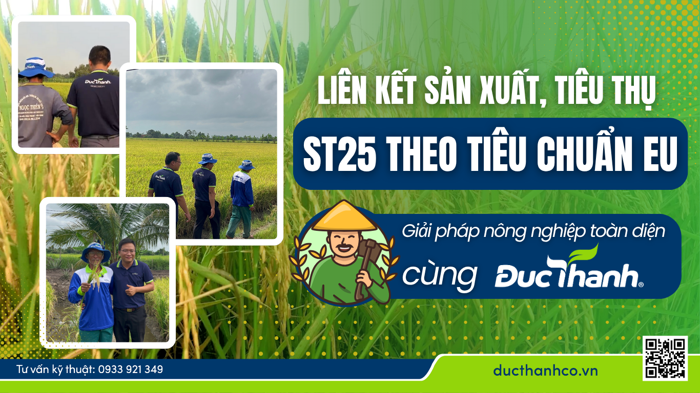 Liên kết sản xuất, tiêu thụ ST25 theo tiêu chuẩn EU – Giải pháp nông nghiệp toàn diện cùng Đức Thành