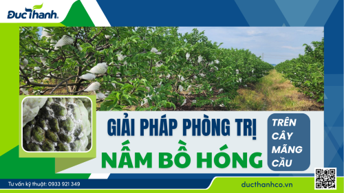 Giải pháp phòng trị nấm bồ hóng trên cây mãng cầu