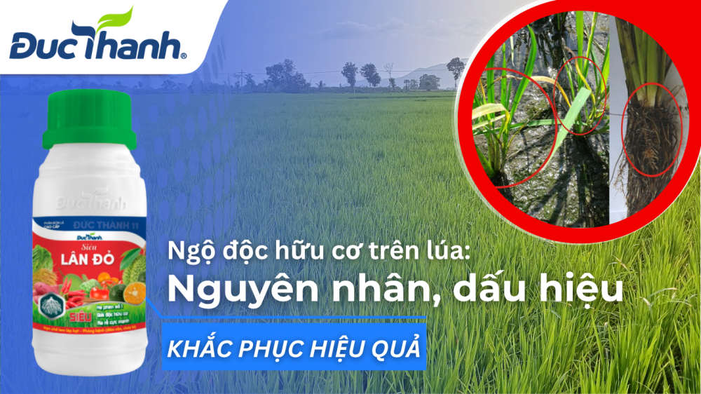 Ngộ độc hữu cơ trên lúa: Nguyên nhân, dấu hiệu và cách khắc phục hiệu quả