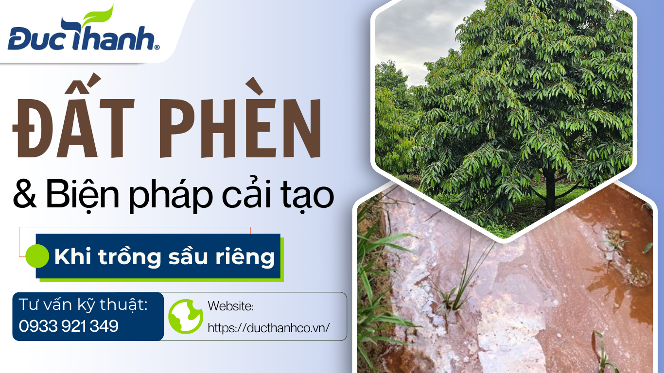 ĐẤT PHÈN VÀ BIỆN PHÁP CẢI TẠO KHI TRỒNG SẦU RIÊNG