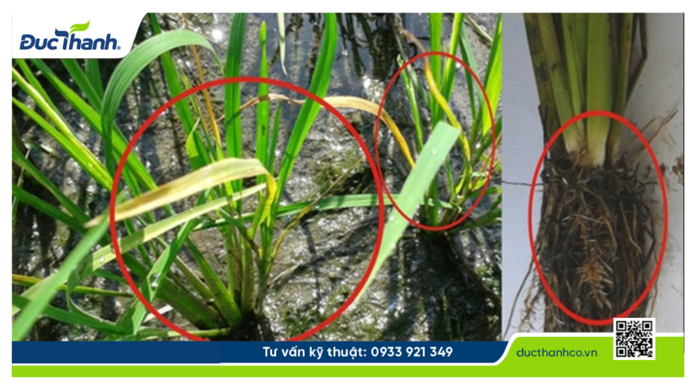 Hình 1. Triệu chứng nhận biết ngộ độc hữu cơ trên lúa