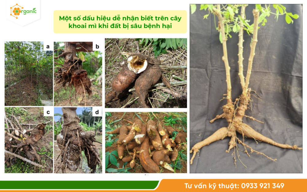 Hình 1. Dấu hiệu nhận biết đất bị sâu bệnh hại trên cây khoai mì