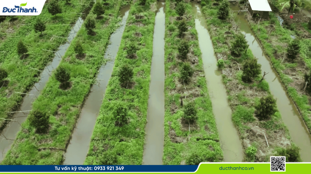 Hình 4. Các biện pháp xử lý đất phèn trồng sầu riêng