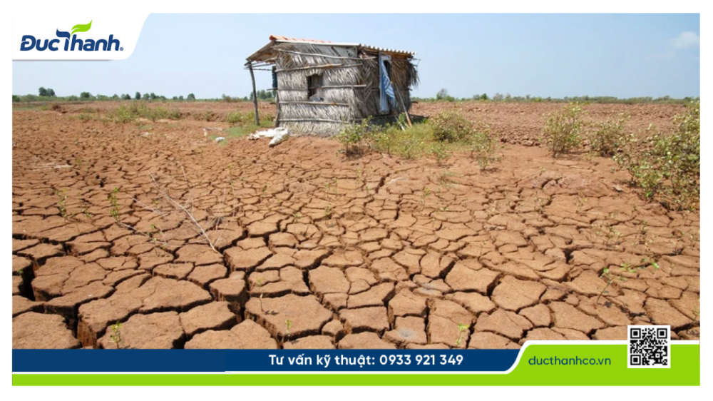 Hình 1. Đất phèn là loại đất khó cải tạo, ảnh hưởng mạnh đến sản xuất nông nghiệp