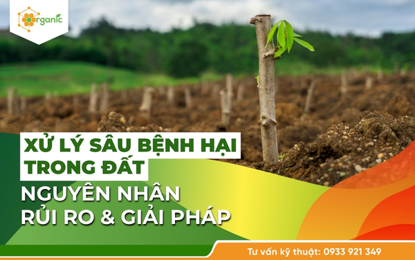 Xử lý sâu bệnh hại trong đất – Giải pháp phục hồi đất trồng khoai mì khỏe mạnh và bền vững