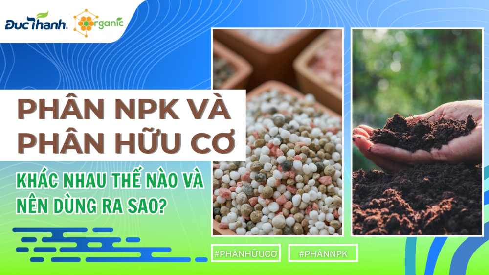 Phân NPK và phân bón hữu cơ: Khác nhau thế nào và nên dùng ra sao?