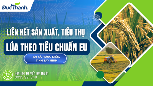 Liên kết sản xuất – tiêu thụ lúa theo tiêu chuẩn EU tại xã Hưng Điền, Tây Ninh