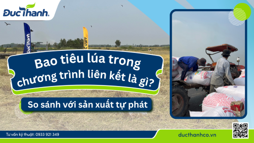 bao tiêu lúa trong chương trình liên kết