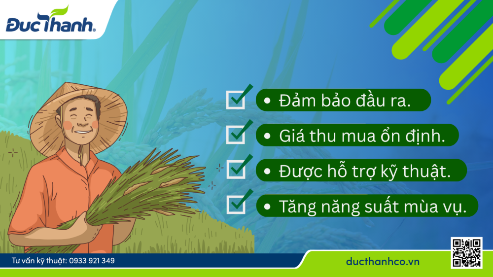 bao tiêu lúa trong chương trình liên kết