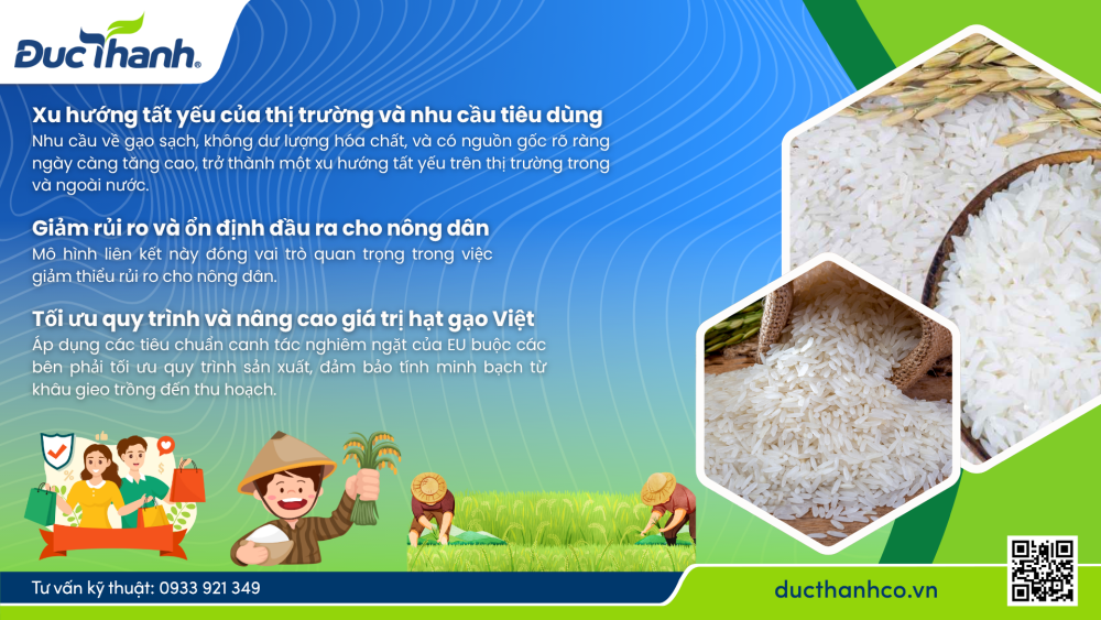 Hình 1. Vì sao triển khai dự án liên kết sản xuất – tiêu thụ lúa theo tiêu chuẩn EU?