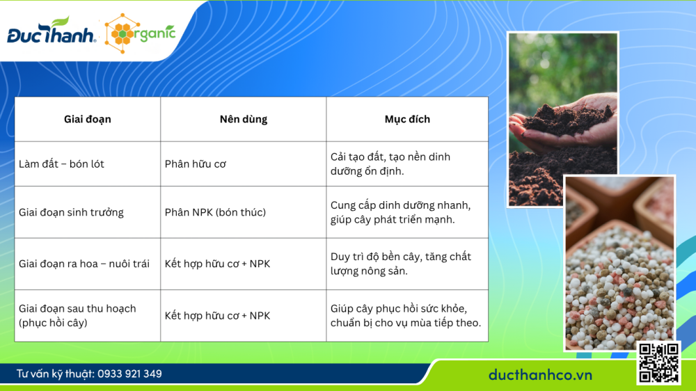 Hình 3. Bón kết hợp phân NPK và phân hữu cơ