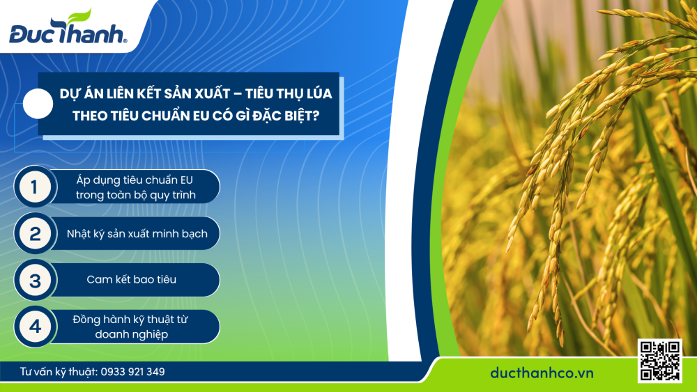 Hình 3. Dự án liên kết sản xuất – tiêu thụ lúa theo tiêu chuẩn EU có gì đặc biệt?