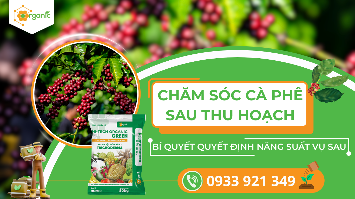 Chăm sóc cà phê sau thu hoạch – Bí quyết quyết định năng suất vụ sau