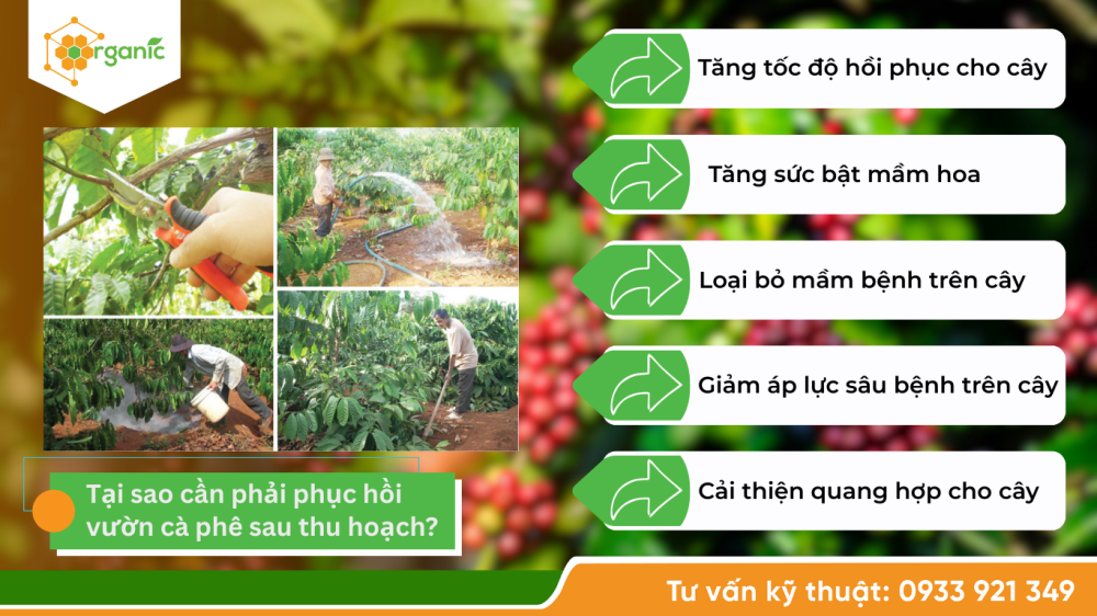 Hình 1. Việc chăm sóc, phục hồi cà phê sau thu hoạch mang lại nhiều lợi ích