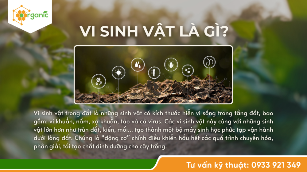 vi sinh vật có lợi