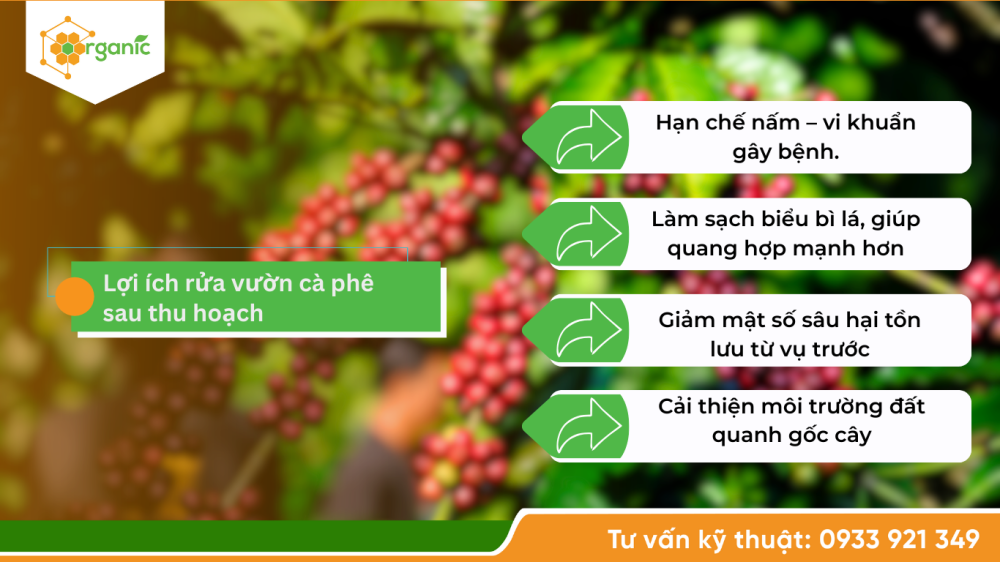 Hình 2. Rửa vườn là một bước quan trọng trong chăm sóc cà phê sau khi thu hoạch. 