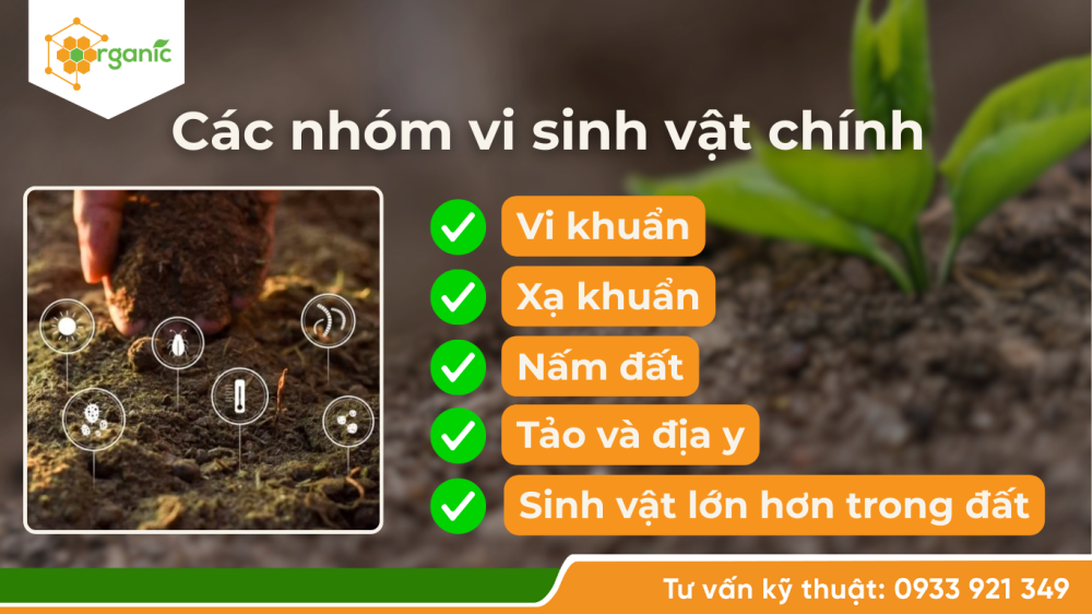 các nhóm vi sinh vật