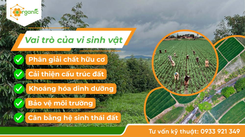vai trò vi sinh vật
