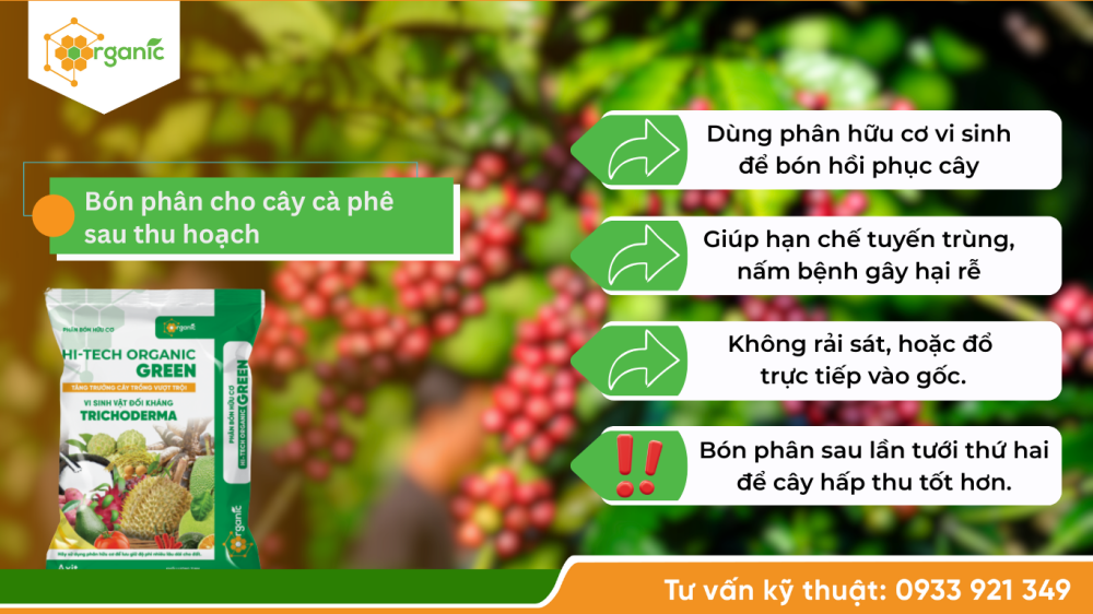 Hình 3. Cách bón phân cho cây cà phê sau thu hoạch