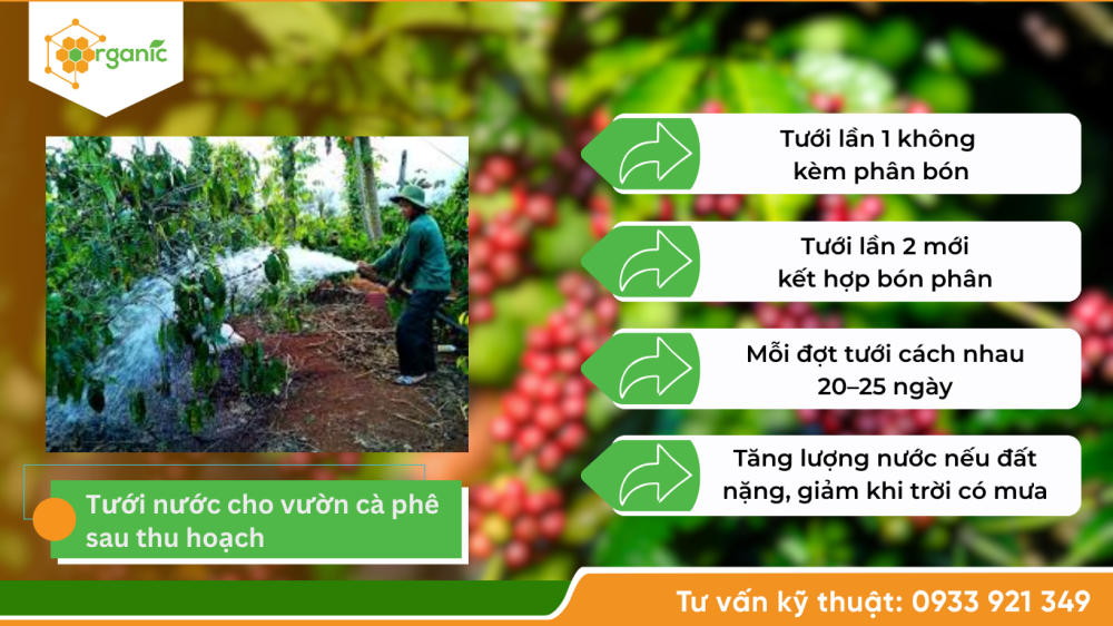 Hình 4. Tưới nước cho cây cà phê sau thu hoạch