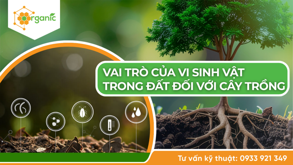 vai trò vi sinh vật trong đất