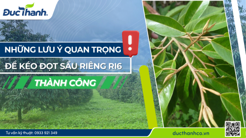 Những lưu ý quan trọng để kéo đọt sầu riêng Ri6 thành công