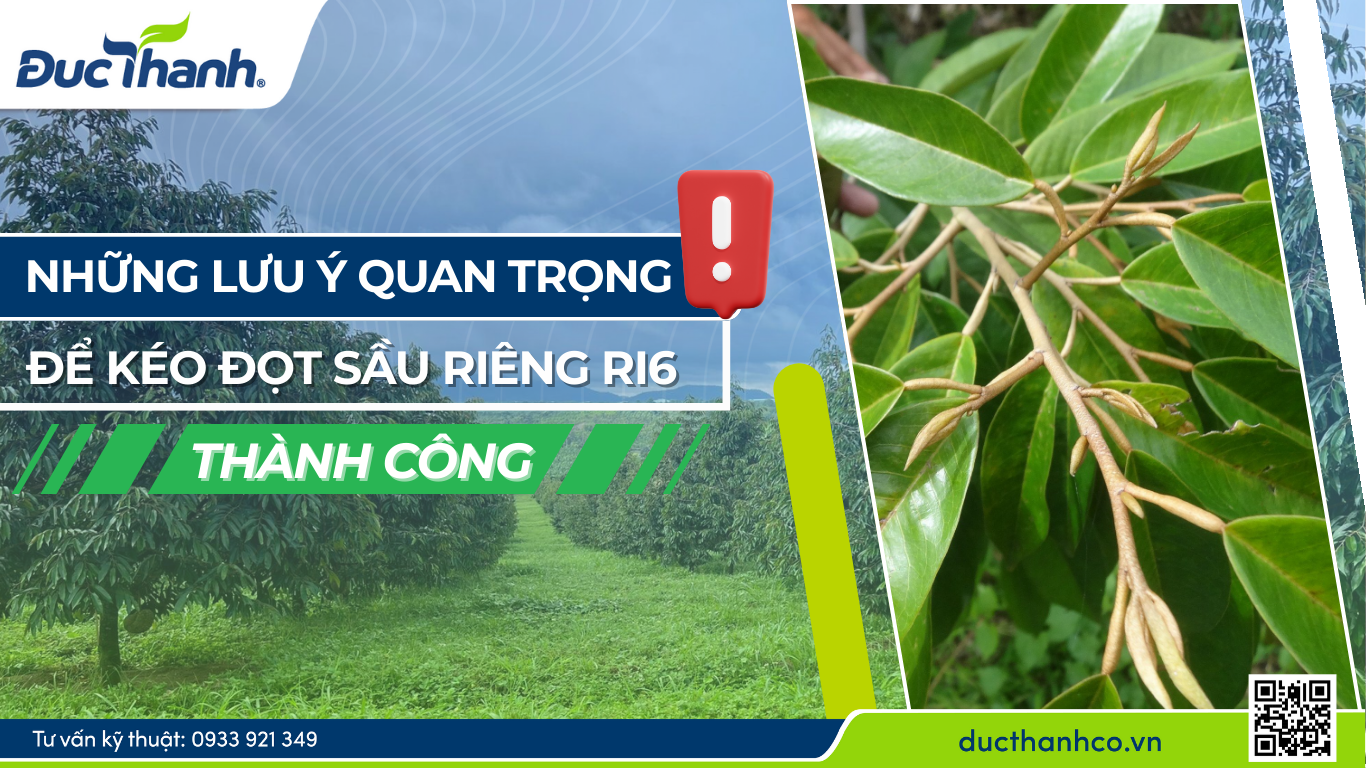 Những lưu ý quan trọng để kéo đọt sầu riêng Ri6 thành công