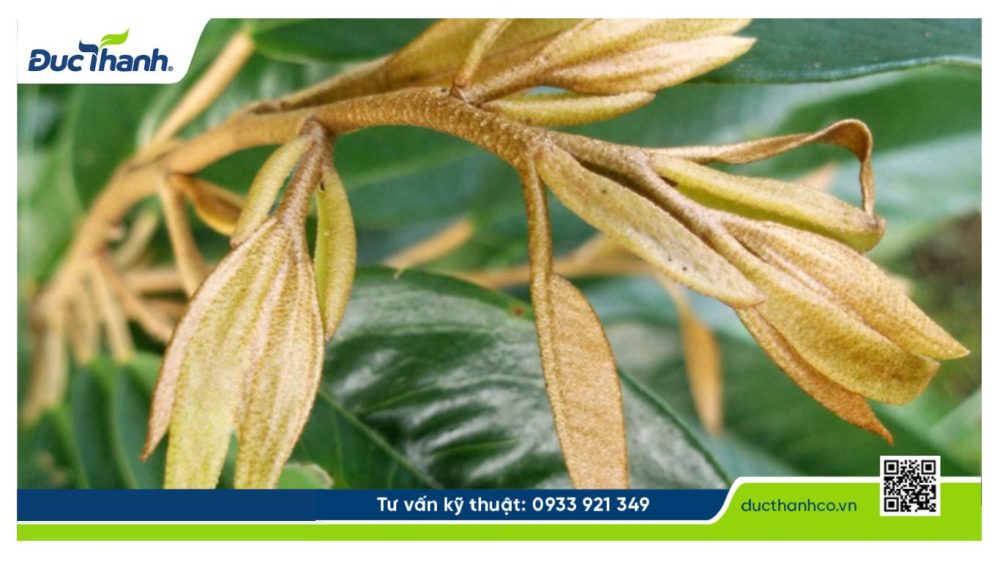 Hình 2. Cơi đọt sầu riêng đang được kéo