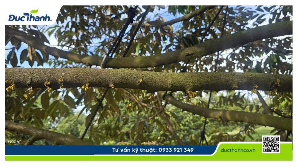 Hình 1. Mắt cua đã sáng rõ.