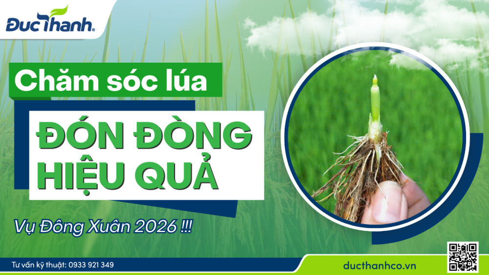 Chăm sóc lúa đón đòng hiệu quả vụ Đông Xuân 2026