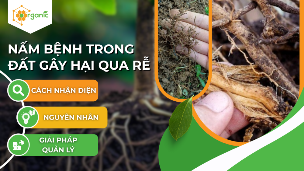 Nấm bệnh trong đất gây hại qua rễ: cách nhận diện, nguyên nhân và giải pháp quản lý bền vững
