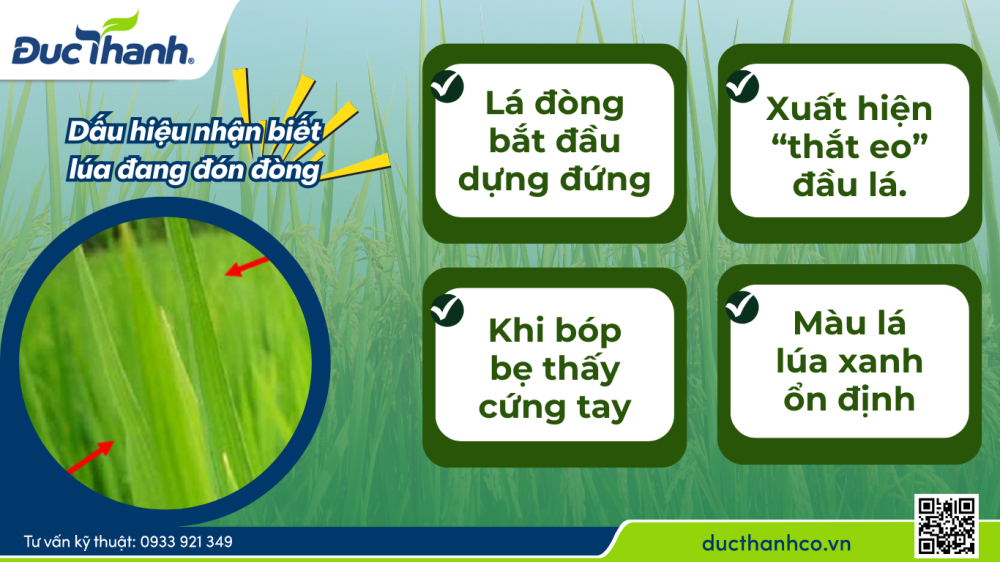 Hình 1. Dấu hiệu cho thấy lúa đón đòng