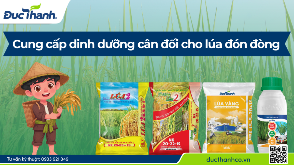 Hình 2. Cung cấp dinh dưỡng cân đối cho lúa đón đòng
