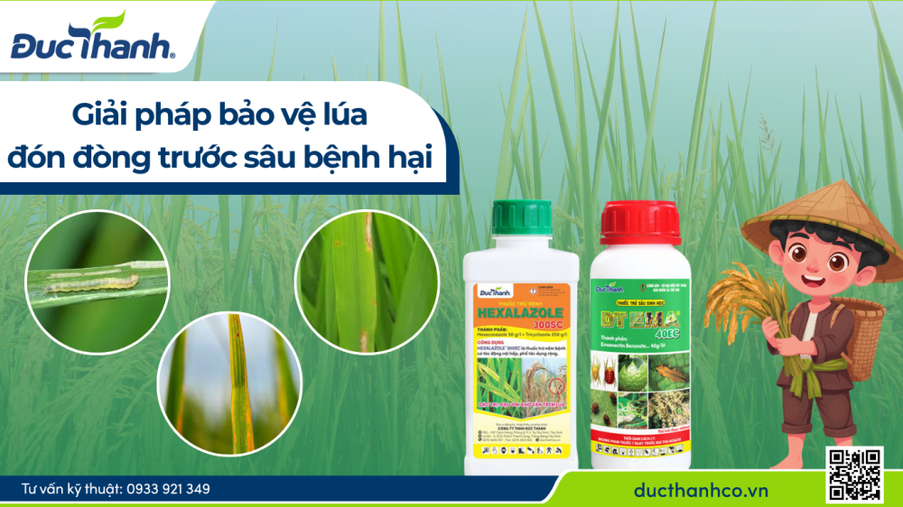 Hình 3.  Giải pháp bảo vệ lúa đón đòng trước sâu bệnh hại