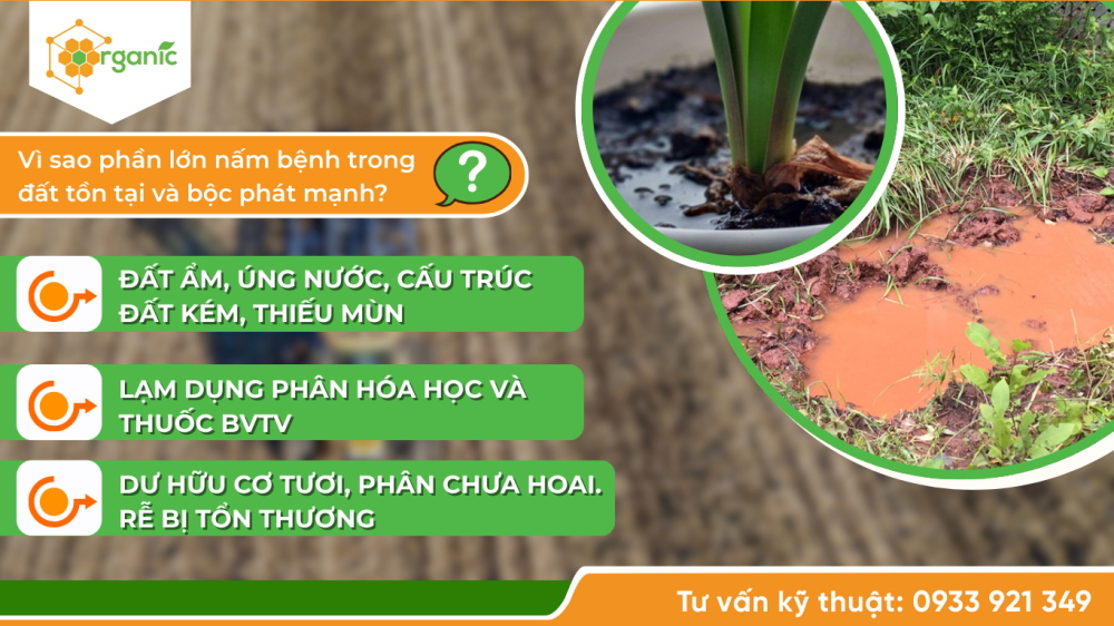 Hình 3. Vì sao phần lớn nấm bệnh trong đất tồn tại và bộc phát mạnh?